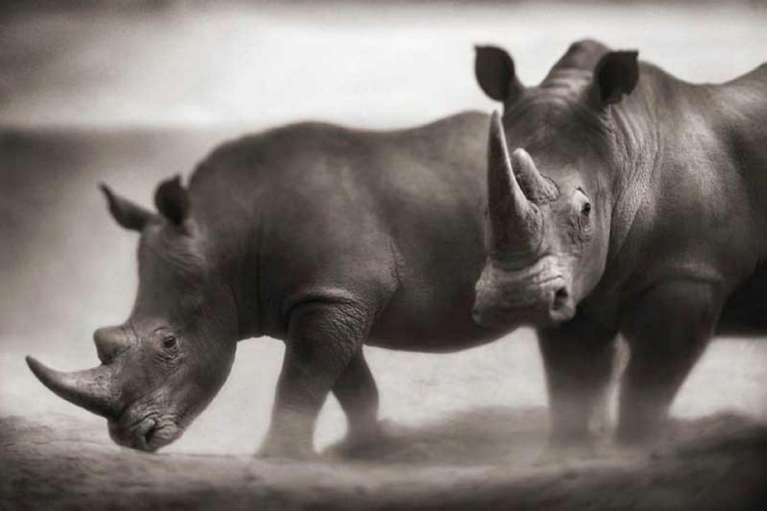 Nick Brandt, Two Rhinos, Lewa Downs, 2003: Photographer: Nick Brandt is an English photographer. Brandt's work generally focuses on the rapidly disappearing natural world, as a result of environmental destruction, climate change, and man's act
