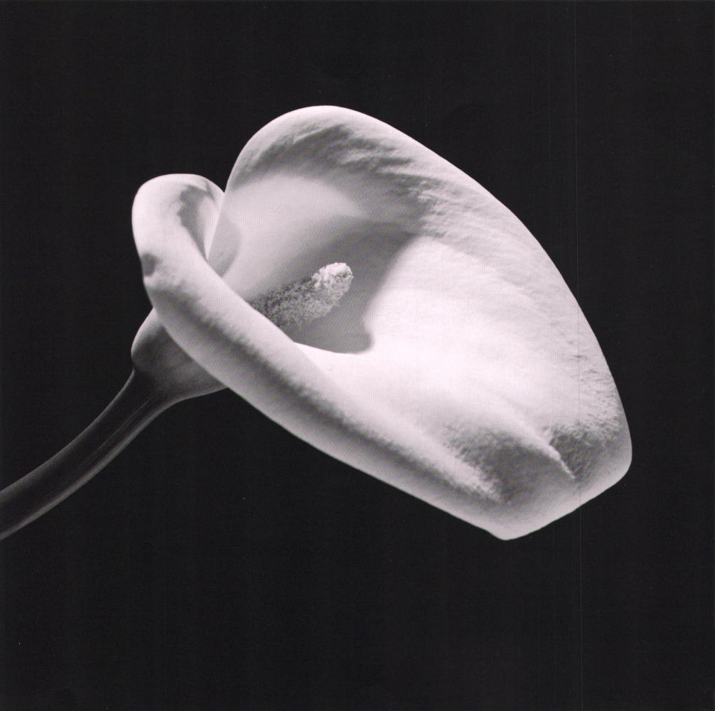 ROBERT MAPPLETHORPE- Calla Lily 1984 (1 of 1)