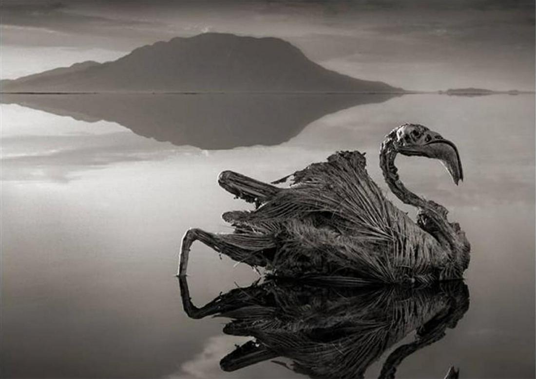 Nick Brandt, Calcified Flamingo, Lake Natron, 2010: Photographer: Nick Brandt is an English photographer. Brandt's work generally focuses on the rapidly disappearing natural world, as a result of environmental destruction, climate change and man's acti