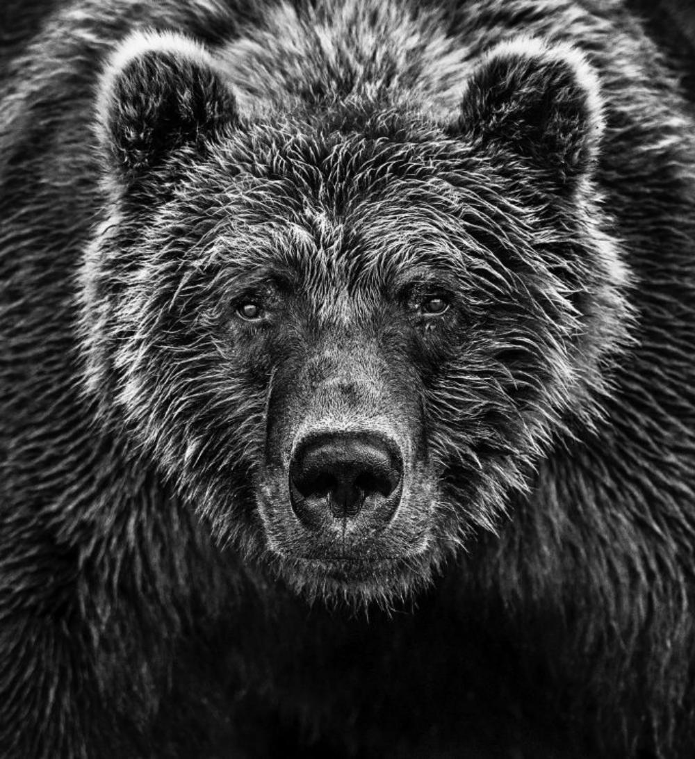 David Yarrow, Alaska 2016 (1 of 1)