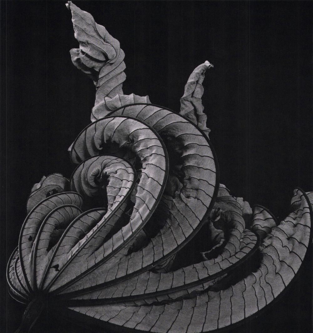 Brett Weston, Master Photographer, Mono Lake 1955