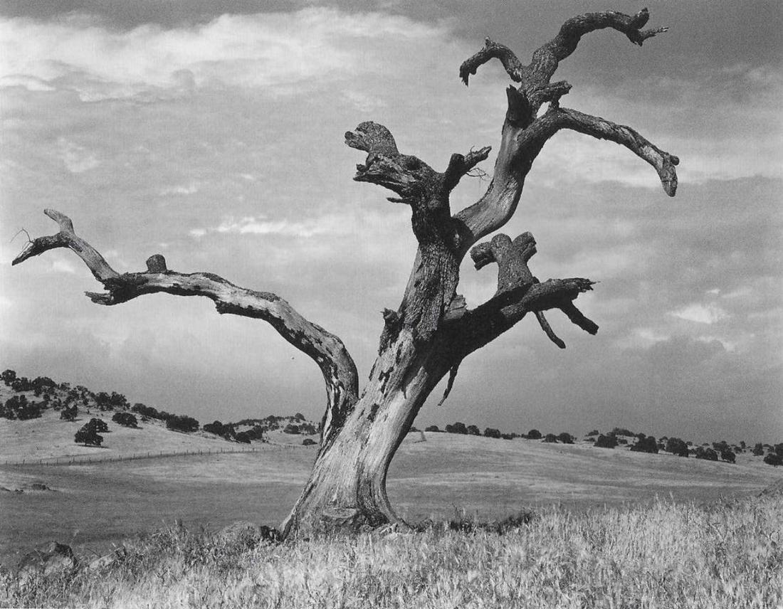 Ansel Adams, Dead Oak Tree, Sierra Foothills, 1938 (1 of 1)