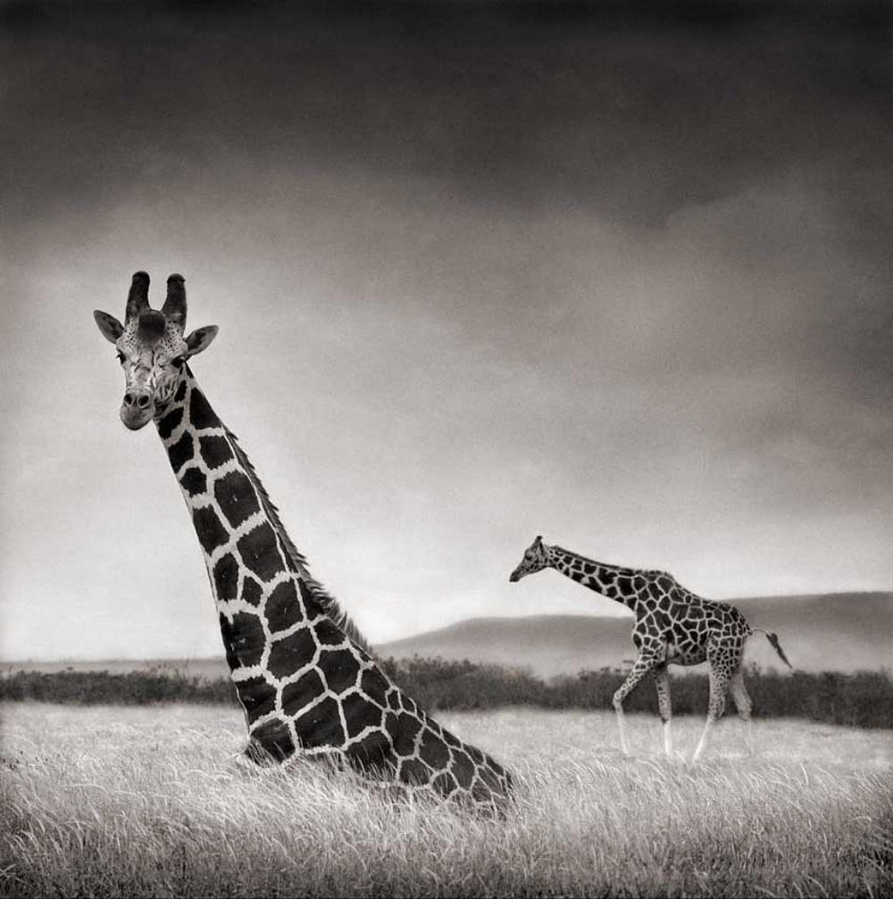 Nick Brandt, Sitting Giraffe, Aberdares, 2000: Photographer: Nick Brandt is an English photographer. Brandt's work generally focuses on the rapidly disappearing natural world, as a result of environmental destruction, climate change, and man's act
