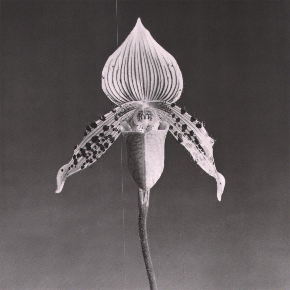 ROBERT MAPPLETHORPE- Orchid 1987 (1 of 1)