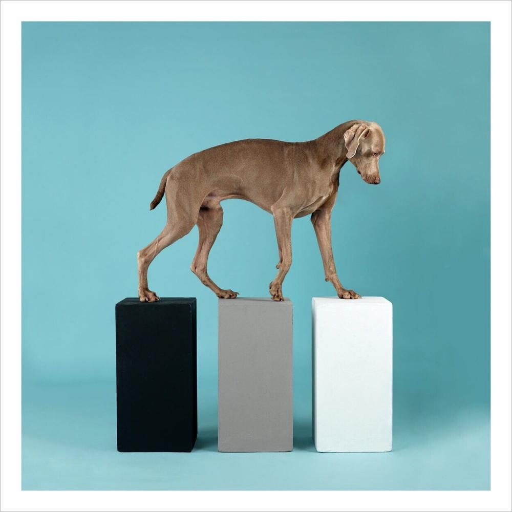 William Wegman, Great Journeys Square - 2014 Signed, Limited edition (1 of 2)