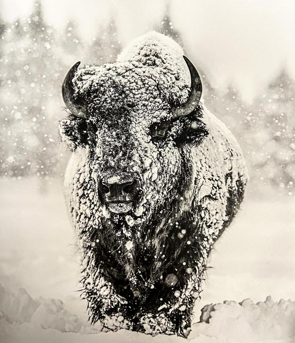 David Yarrow, Winter's Coming, Yellowstone National Park, Wyoming, USA, 2020 (1 of 1)
