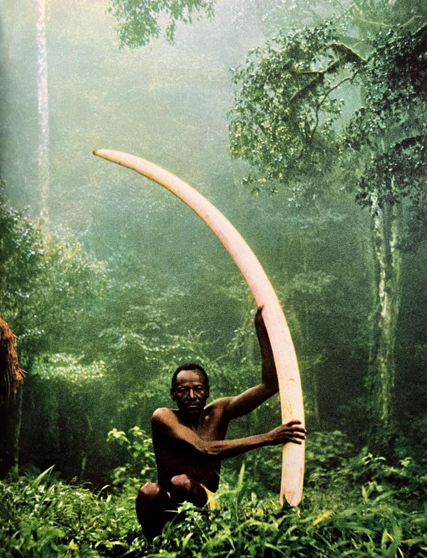 Peter Hill Beard, Near-Worlf Record, Cow-Elephant Tusk Found On A Long-Dead Carcassed, 1960s: Photographer: Peter Hill Beard (January 22, 1938 – March 31 / April 19, 2020) was an American artist, photographer, diarist, and writer who lived and worked in New York City, Montauk and Kenya. His