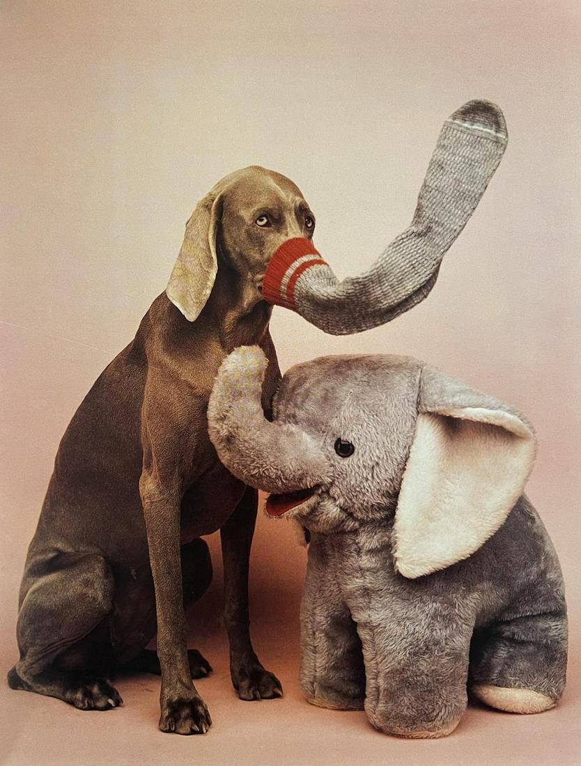 William Wegman, Untitled, 1994 (1 of 1)