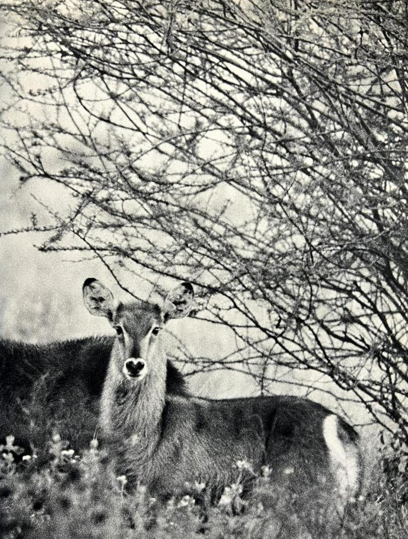 Peter Hill Beard, Waterbuck, 1965: Photographer: Peter Hill Beard (January 22, 1938 – March 31 / April 19, 2020) was an American artist, photographer, diarist, and writer who lived and worked in New York City, Montauk and Kenya. His