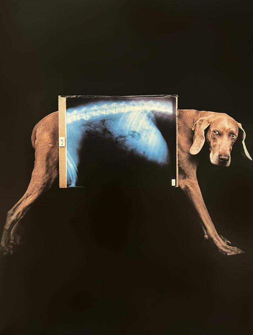 William Wegman, X-Ray: Photographer: William Wegman Subject/Title: X-Ray Type Of Print: Photogravure Date Of Print: 1994 Publisher: Library Of Congress Cataloging Approximate Image Size: 11 x 8 inches Mount Board Size Appro