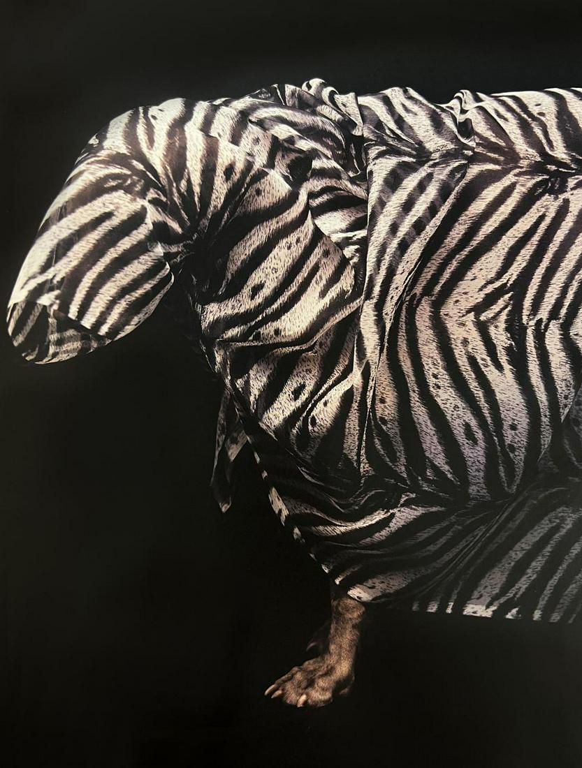 William Wegman, Zebra Patern: Photographer: William Wegman Subject/Title: Zebra Patern Type Of Print: Photogravure Date Of Print: 1994 Publisher: Library Of Congress Cataloging Approximate Image Size: 11 x 8 inches Mount Board Siz