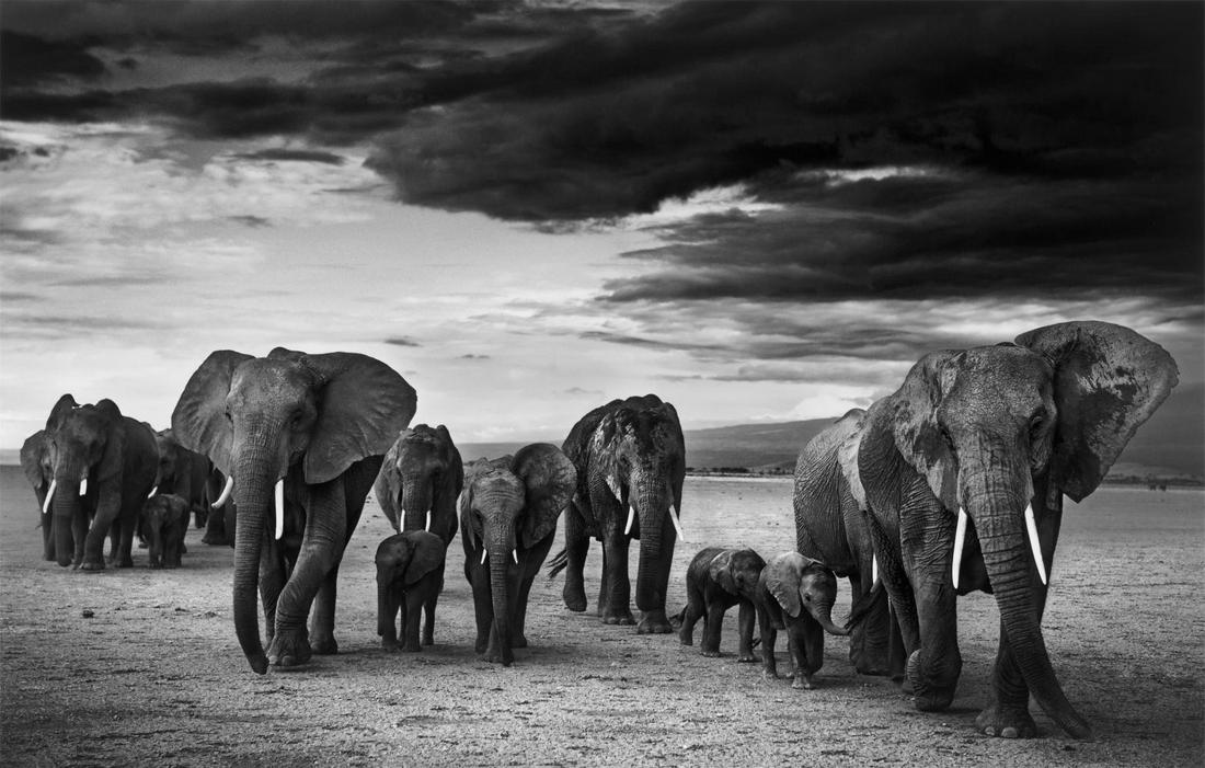 David Yarrow, Family 2012, Signed & numbered AP (1 of 5)