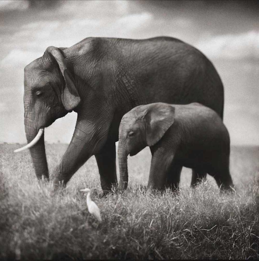 Nick Brandt, Elephant Mother & Baby Walking in Tandem, Maasai Mara, 2003: Photographer: Nick Brandt is an English photographer. Brandt's work generally focuses on the rapidly disappearing natural world, as a result of environmental destruction, climate change, and man's act