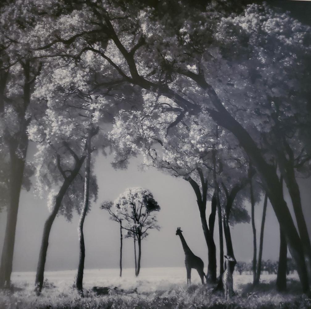 Nick Brandt, Giraffe And Baby Under Trees, Maasai Mara, 2002: Photographer: Nick Brandt is an English photographer. Brandt's work generally focuses on the rapidly disappearing natural world, as a result of environmental destruction, climate change, and man's act