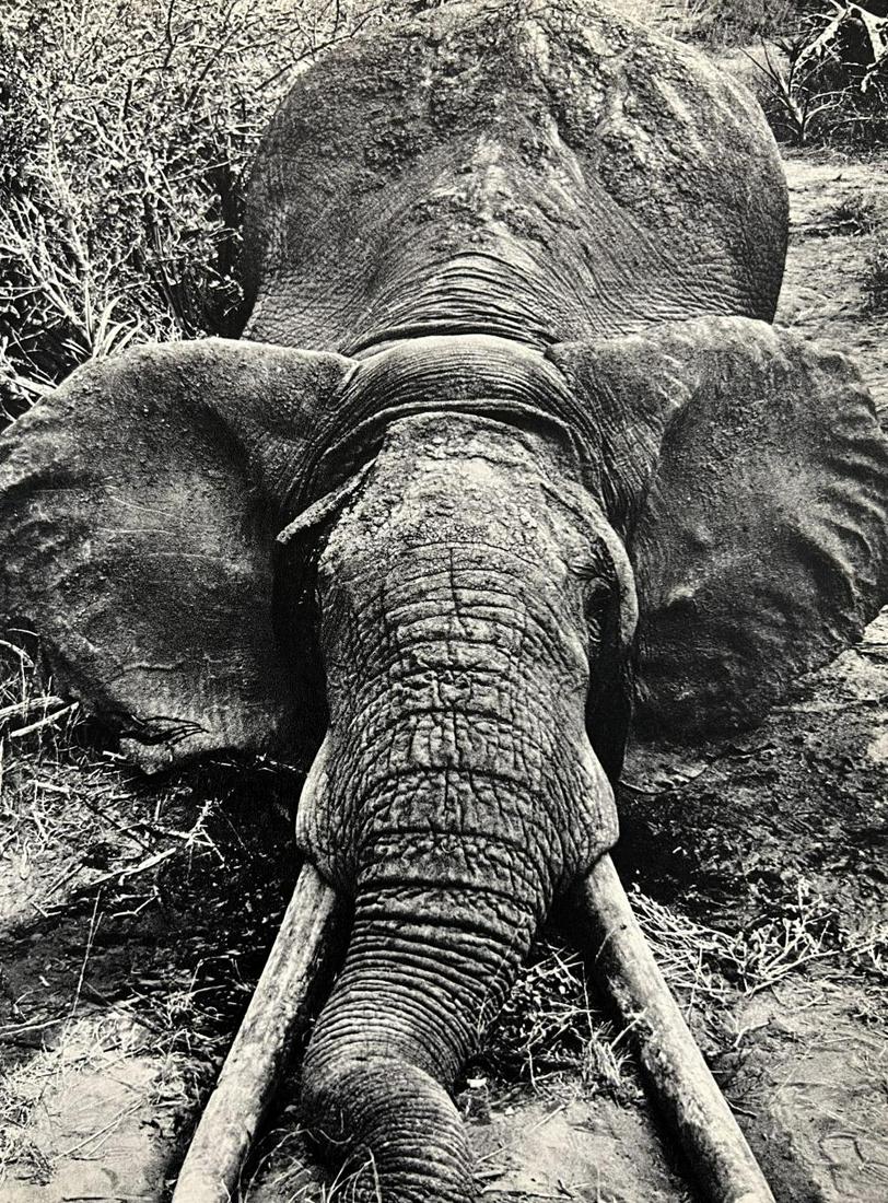 Peter Hill Beard, Death Of A Large Bull Elephant, 1960s: Photographer: Peter Hill Beard (January 22, 1938 – March 31 / April 19, 2020) was an American artist, photographer, diarist, and writer who lived and worked in New York City, Montauk and Kenya. His
