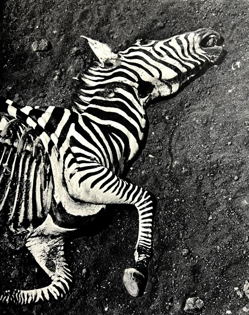 Peter Hill Beard, Lion Kill, A Zebra That Ran To The End, 1960s: Photographer: Peter Hill Beard (January 22, 1938 – March 31 / April 19, 2020) was an American artist, photographer, diarist, and writer who lived and worked in New York City, Montauk and Kenya. His