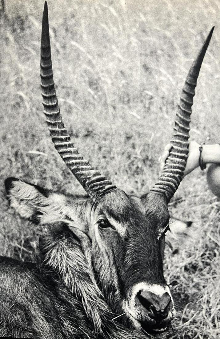 Peter Hill Beard, Male Waterbuck 'Trophy', 1960s: Photographer: Peter Hill Beard (January 22, 1938 – March 31 / April 19, 2020) was an American artist, photographer, diarist, and writer who lived and worked in New York City, Montauk and Kenya. His