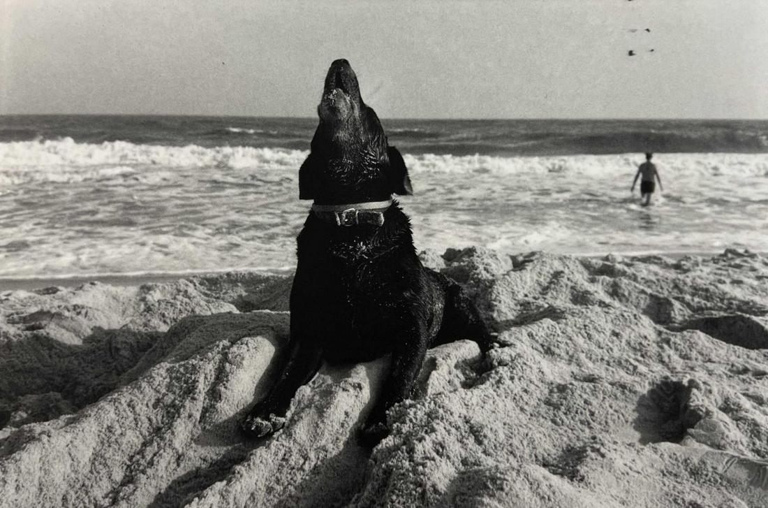 Elliott Erwitt, East Hampton, New York, 1981 (1 of 1)