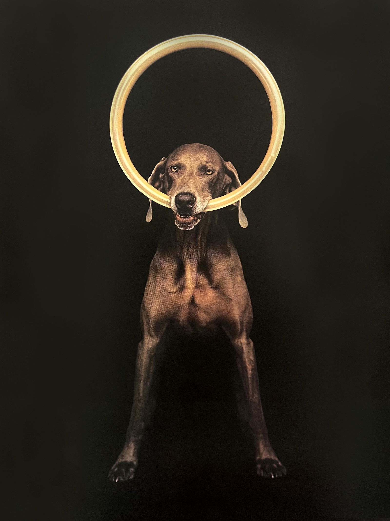 William Wegman, Hoop: Photographer: William Wegman Subject/Title: Hoop Type Of Print: Photogravure Date Of Print: 1994 Publisher: Library Of Congress Cataloging Approximate Image Size: 11 x 8 inches Mount Board Size Approx