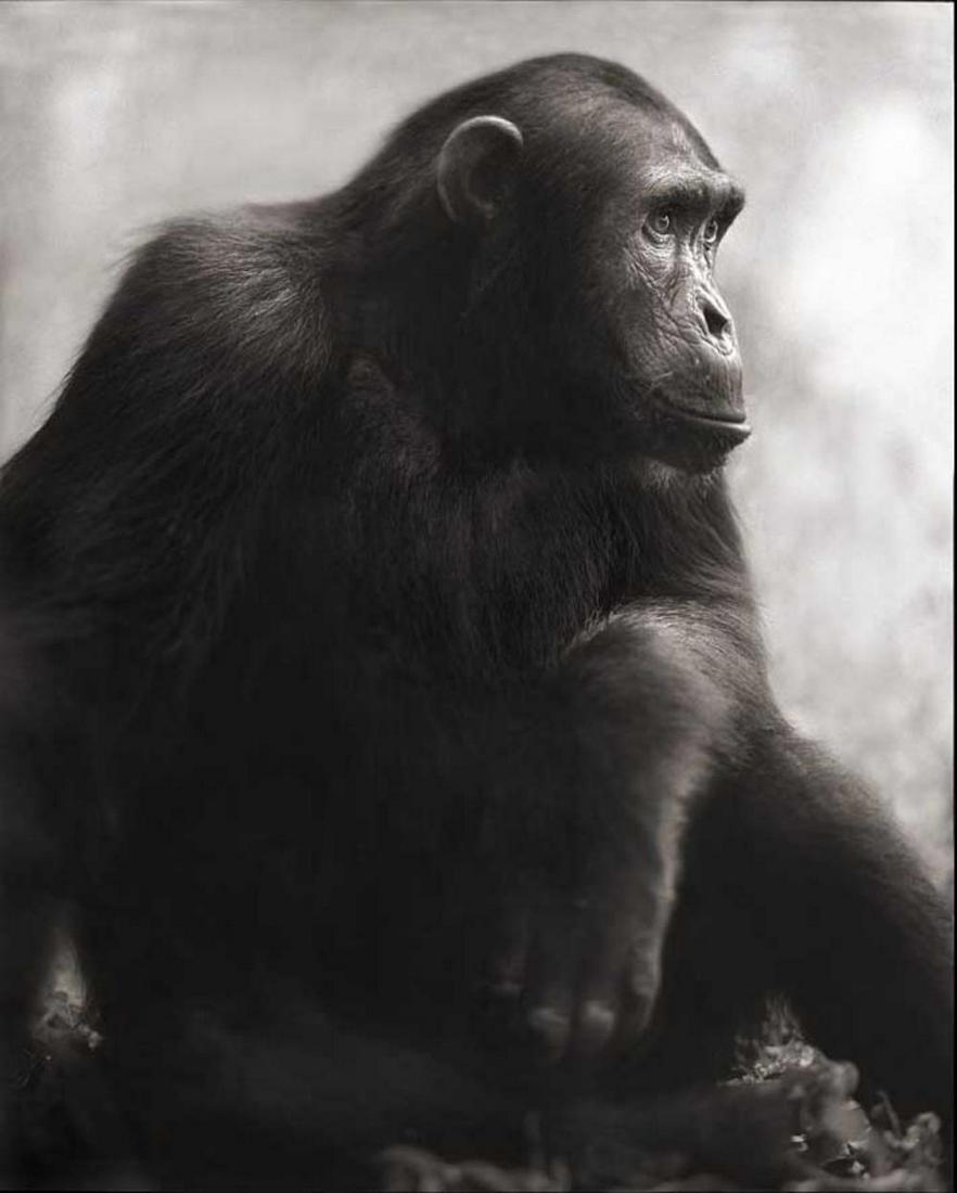 Nick Brandt, Chimpanzee Posing, Mahale, 2003: Photographer: Nick Brandt is an English photographer. Brandt's work generally focuses on the rapidly disappearing natural world, as a result of environmental destruction, climate change, and man's act
