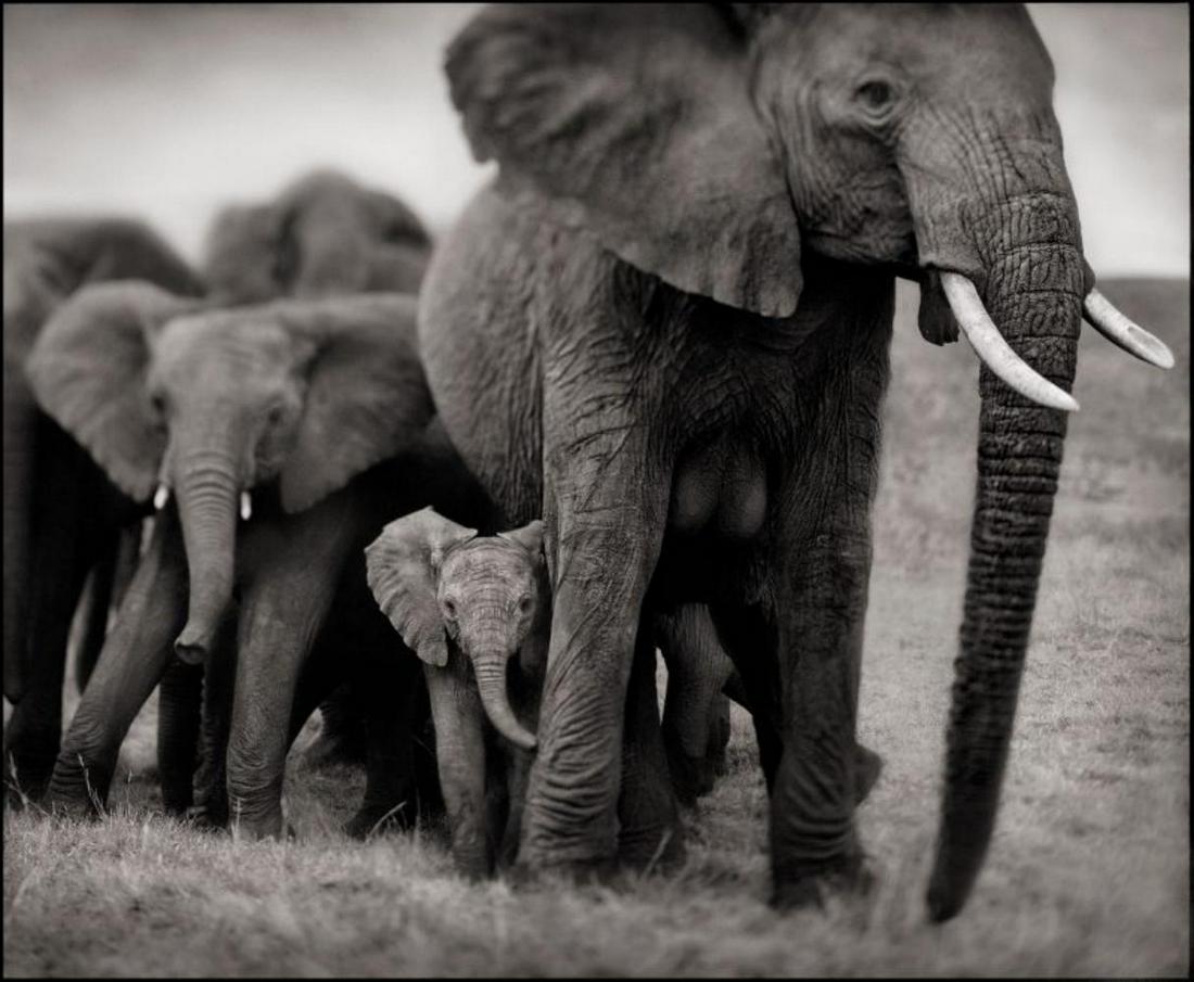 Nick Brandt, Elepant Mother & Two Babies, Seregeti, 2002 (1 of 1)