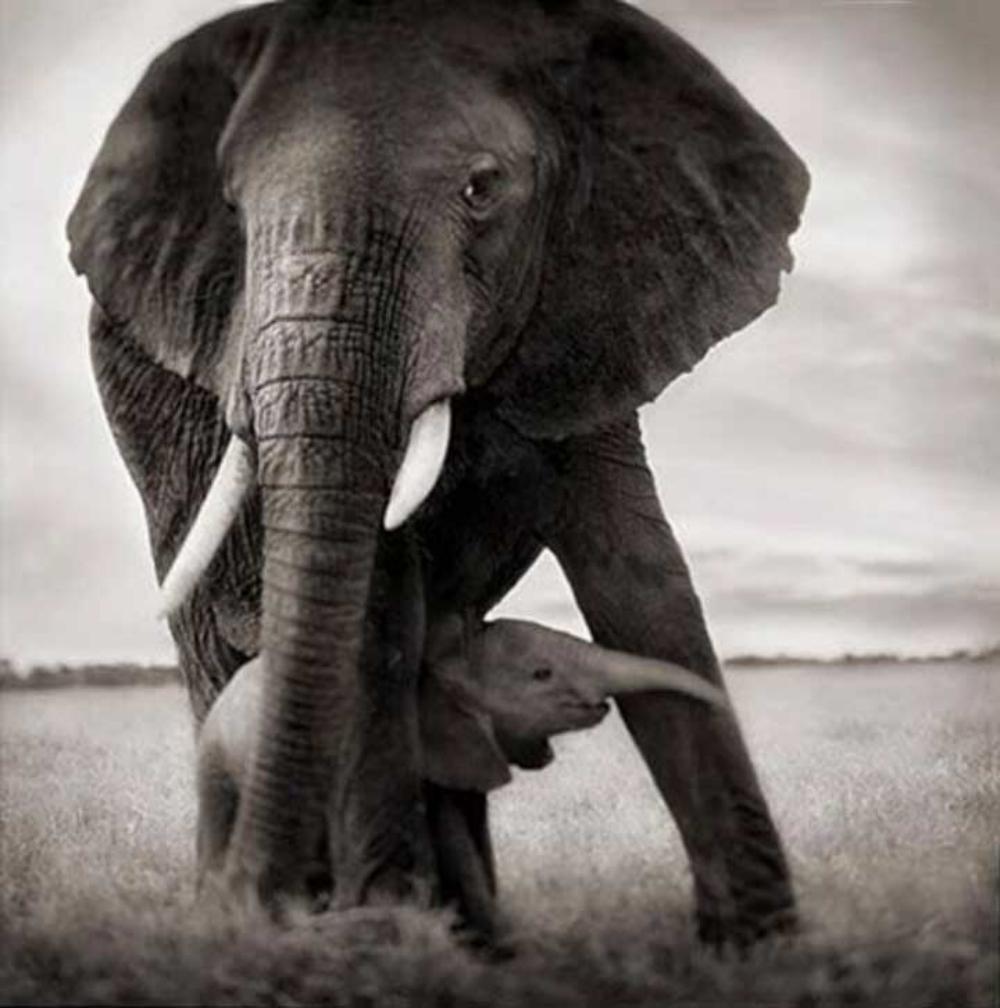 Nick Brandt, Elephant Mother & Baby Holding Leg, Serengeti, 2002 (1 of 1)