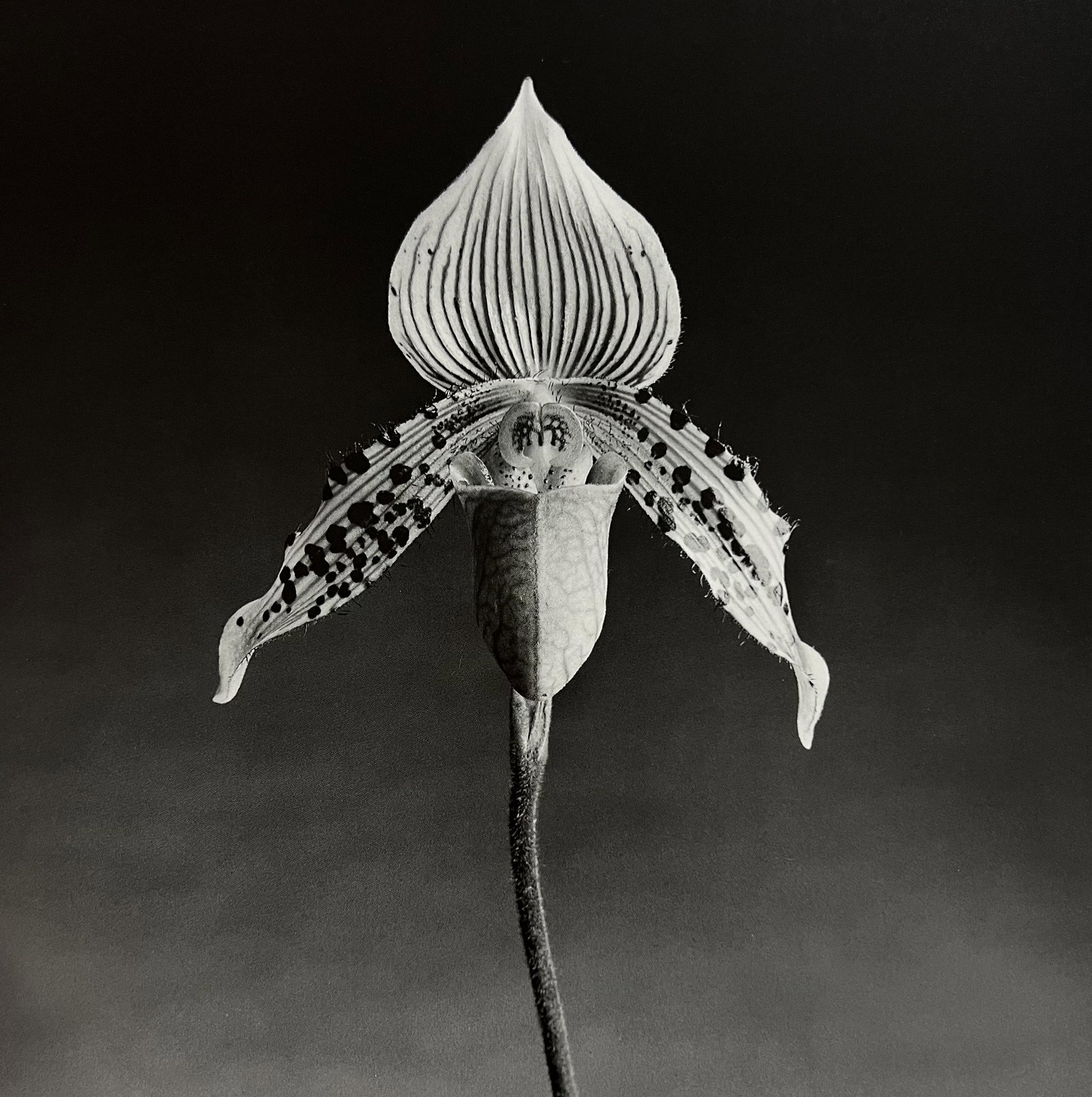 Robert Mapplethorpe, Orchid, 1987 (1 of 1)