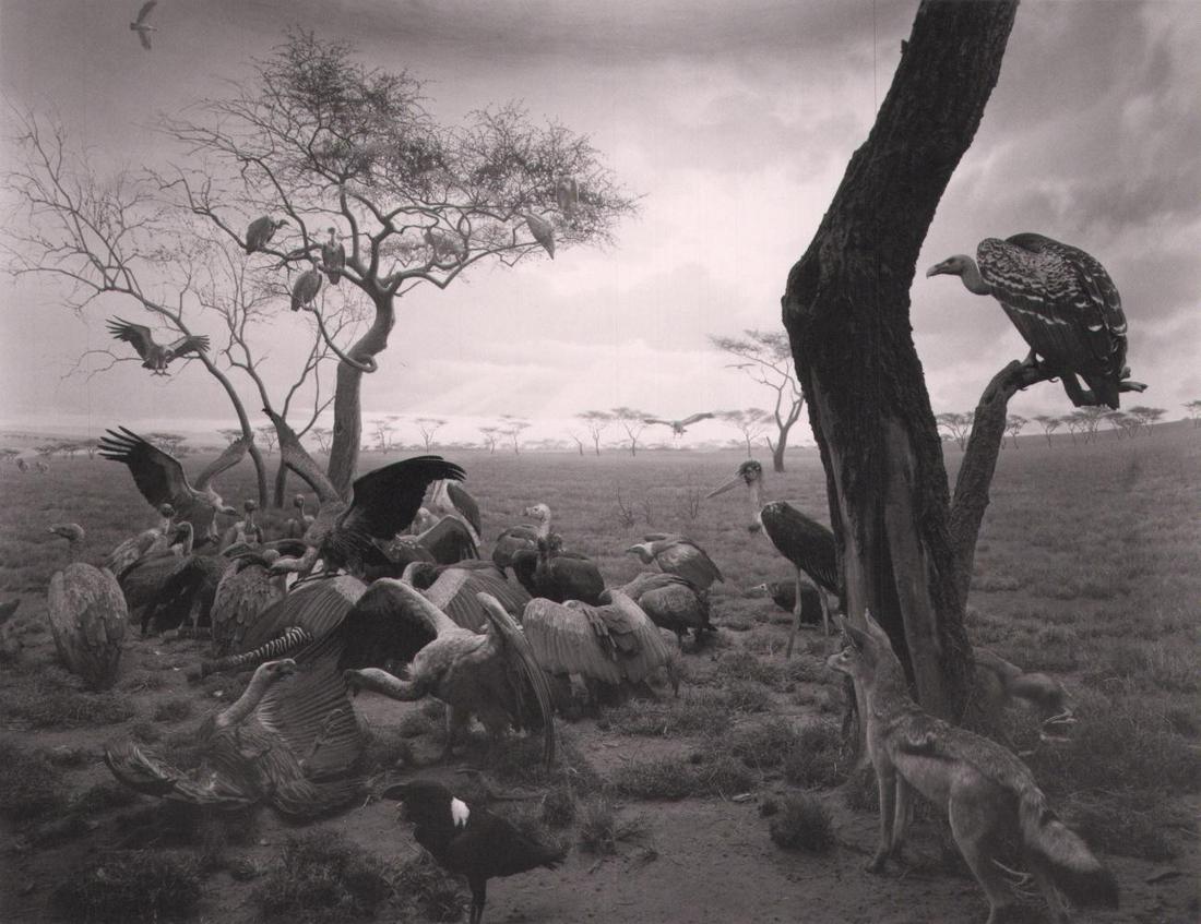 HIROSHI SUGIMOTO, Hyena-Jackal-Vulture, 1976: Photographer: Hiroshi Sugimoto is a contemporary Japanese photographer whose esoteric practice explores memory and time. Using the intrinsic quality of long exposure photography, the artist provides i