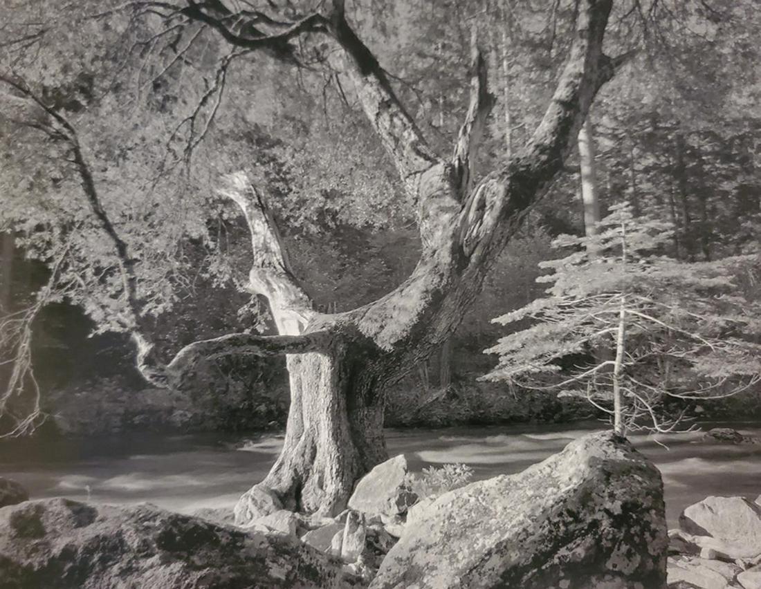 Ansel Adams, Early Morning, Merced River, Yosemite National Park, California, C. 1950 (1 of 1)