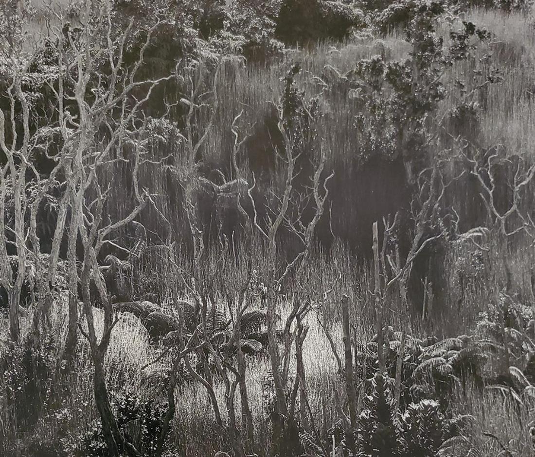 Brett Weston, Hawaiian Oasis 1979 (1 of 1)