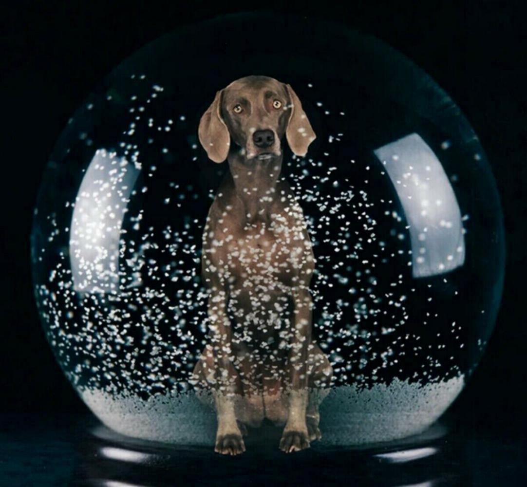 William Wegman 'Sno Glo' 2021 Signed Limited Edition (1 of 4)