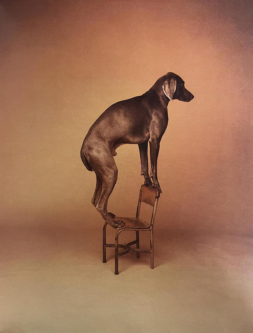 William Wegman, Balance Like Your Life Depends On It: Photographer: William Wegman Subject/Title: Balance Like Your Life Depends On It Type Of Print: Photogravure Date Of Print: 1994 Publisher: Library Of Congress Cataloging Approximate Image Size: 11 x