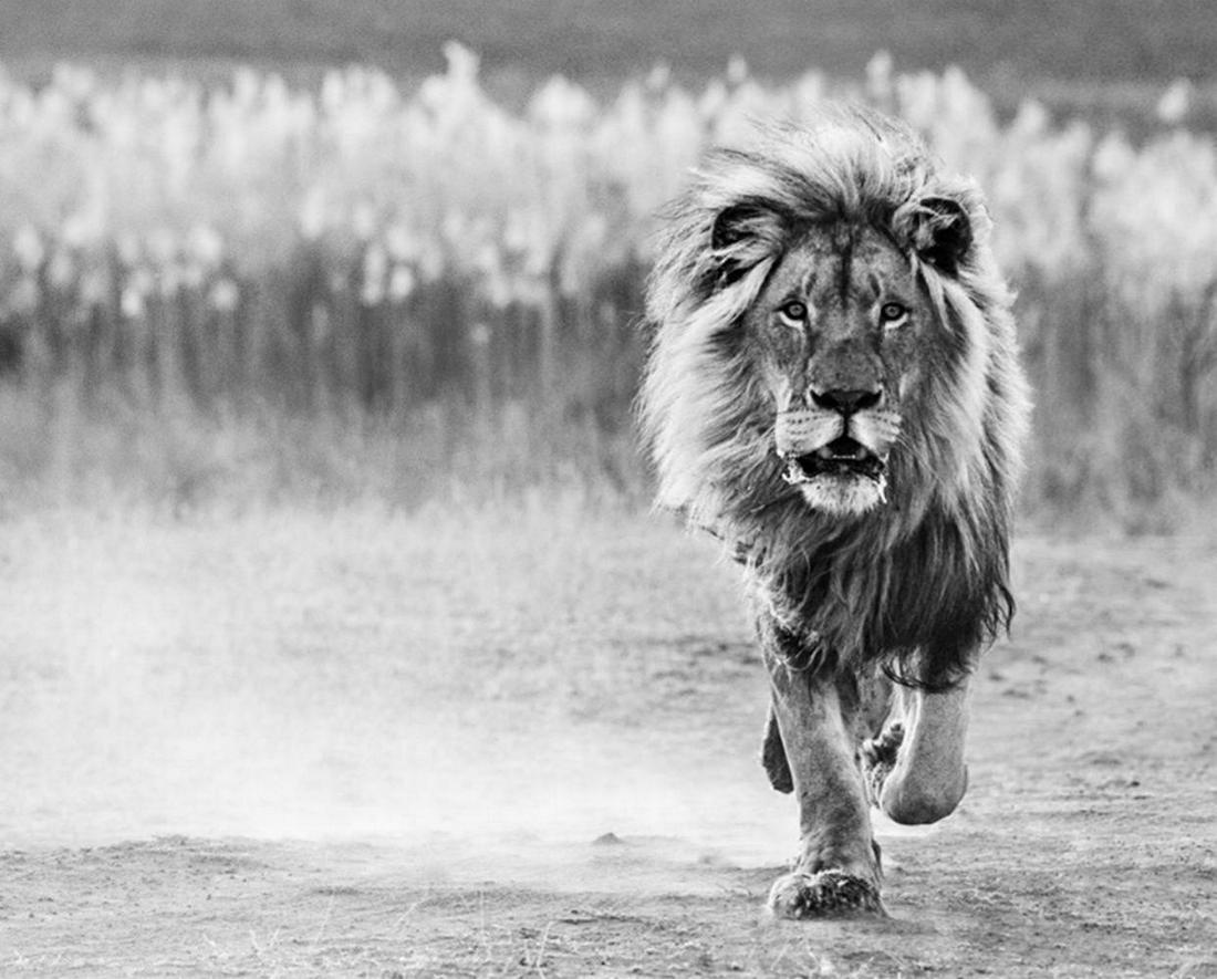 David Yarrow, One Foot On The Ground 2014 Signed & Numbered Ap (1 of 5)