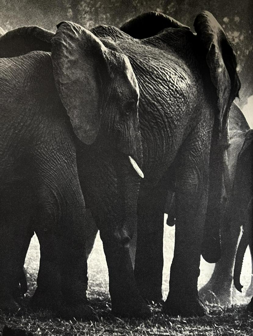 Peter Hill Beard, Noble Retreat, 1960s (1 of 1)