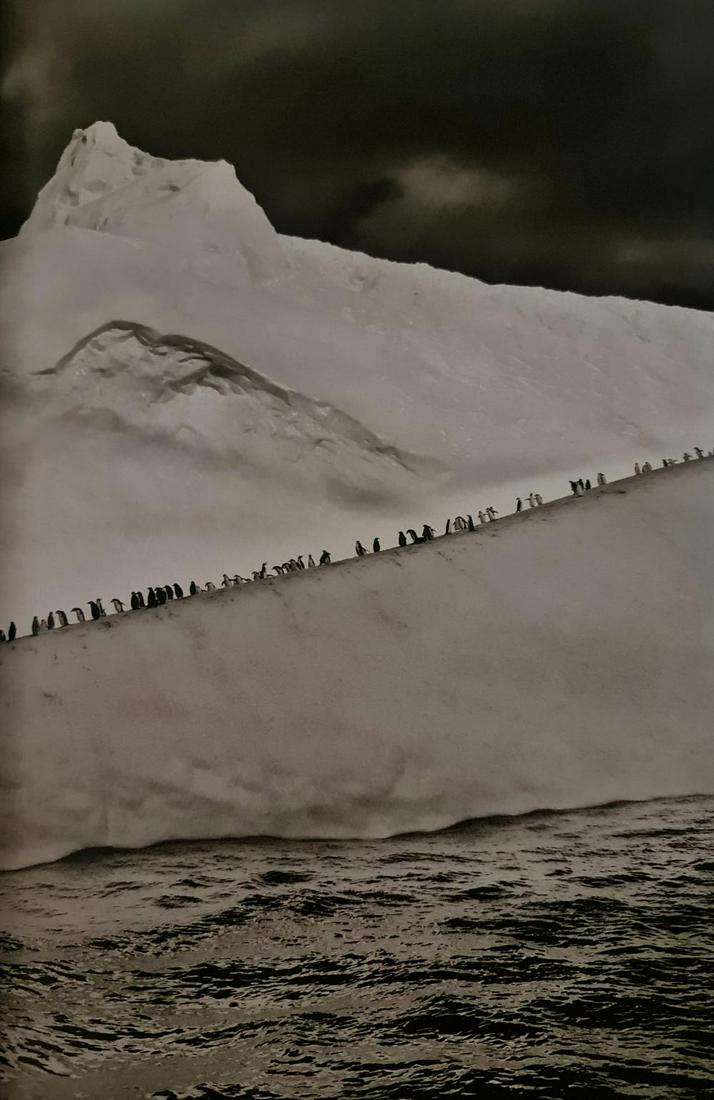 Sebastian Salgado, Chinstrap penguins on an iceberg, South Sandwich Islands, South Georgia, 2009 (1 of 1)