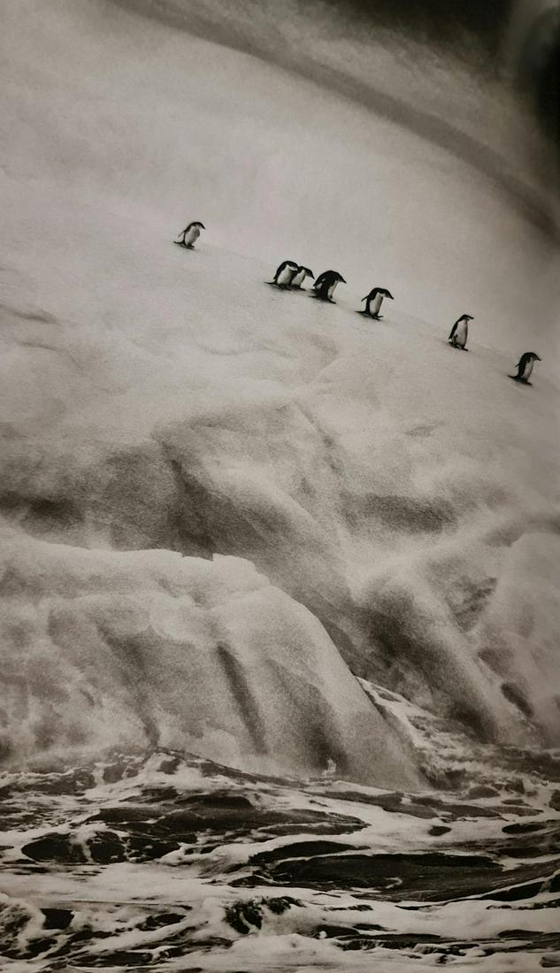 Sebastian Salgado, Chinstrap penguins, South Sandwich Islands, 2009 (1 of 1)