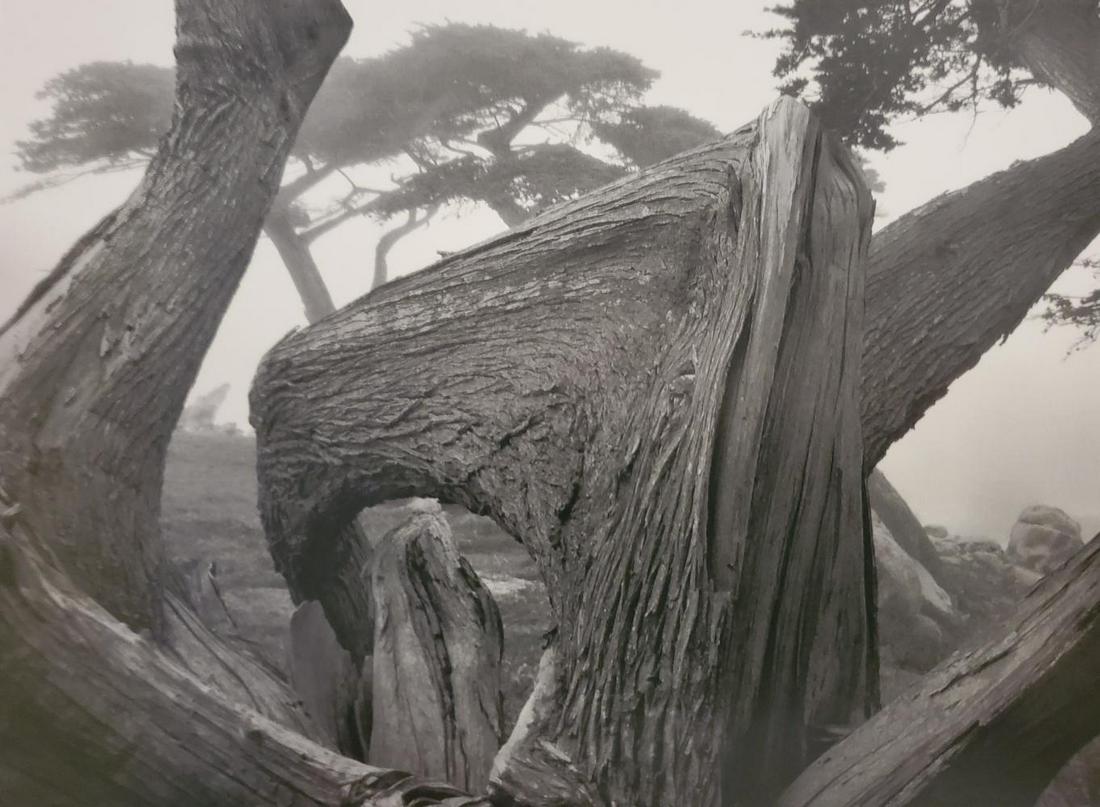 Ansel Adams, Cypress and Fog, Pebble Beach, California, 1967 (1 of 1)