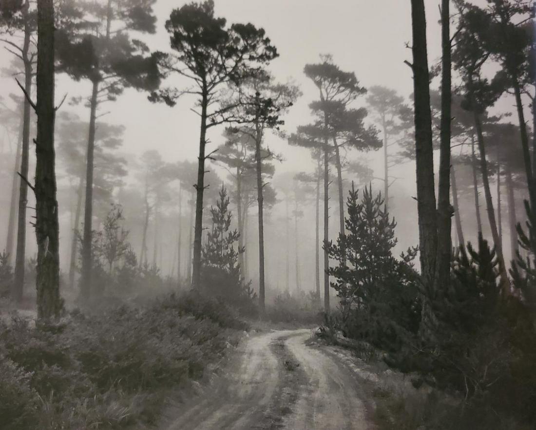 Ansel Adams, Road and Fog, Del Monte Forest, Pebble Beach, California, 1964: Photographer: Ansel Adams (American, 1902 - 1984) - Internationally renowned American photographer. One of the most influential artists in photographic history. Title: "Road and Fog, Del Monte Forest,