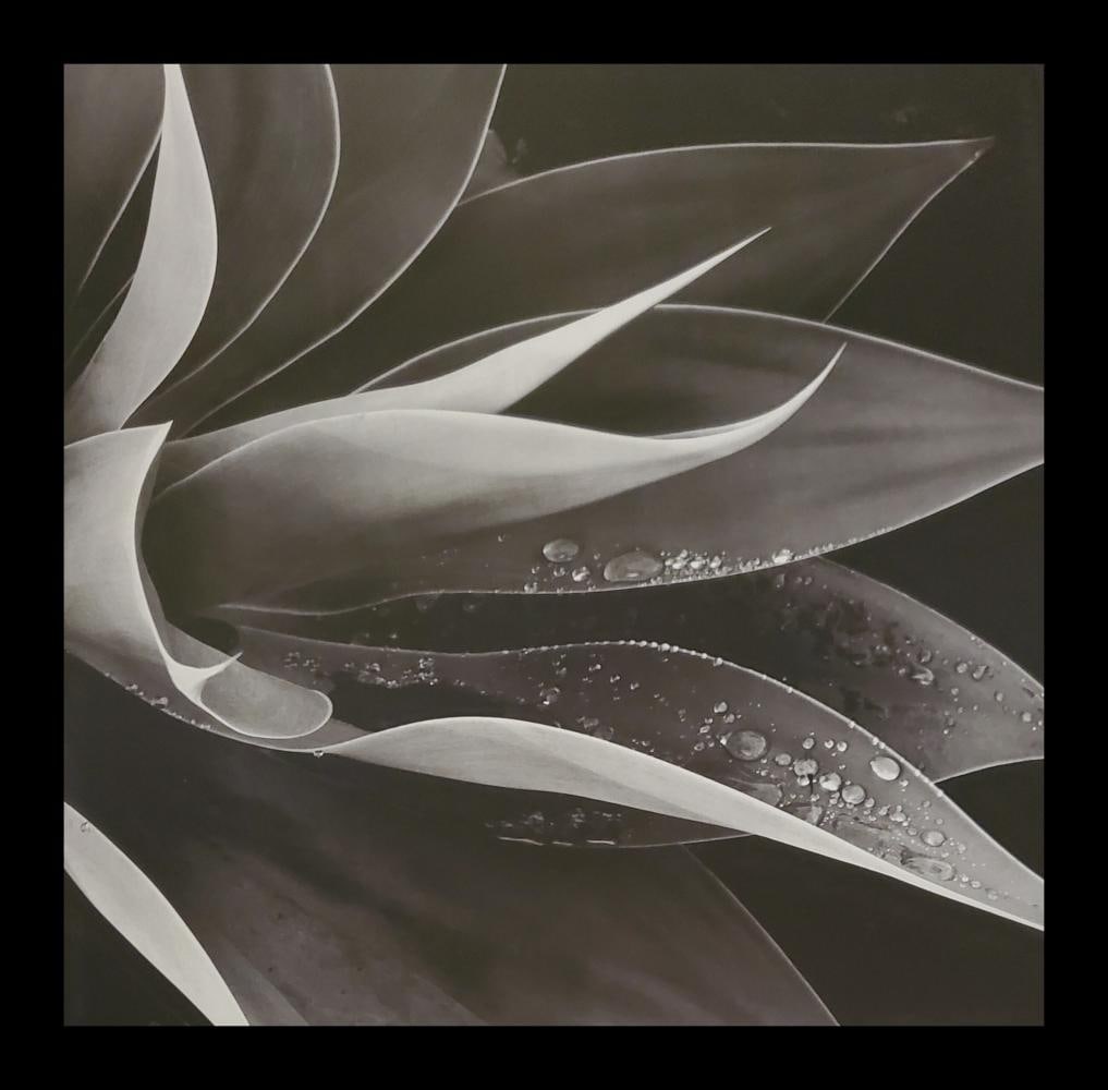 Brett Weston, Agava, Paradise Park 1991: Photographer: Brett Weston, American, 1911 - 1993, developed his own vision and pursued a celebrated photographic career, beginning at 13 and continuing until the end of his life. He started work in 1