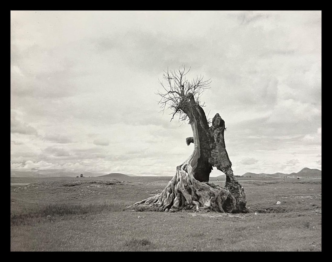 Manuel Alvarez, Tree Struck By Lightning, 1956 (1 of 1)