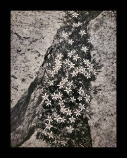 Ansel Adams, Flowers and Rock, San Joaquin Sierra, California, 1936: Photographer: Ansel Adams (American, 1902 - 1984) - Internationally renowned American photographer. One of the most influential artists in photographic history. Title: "Flowers and Rock, San Joaquin S