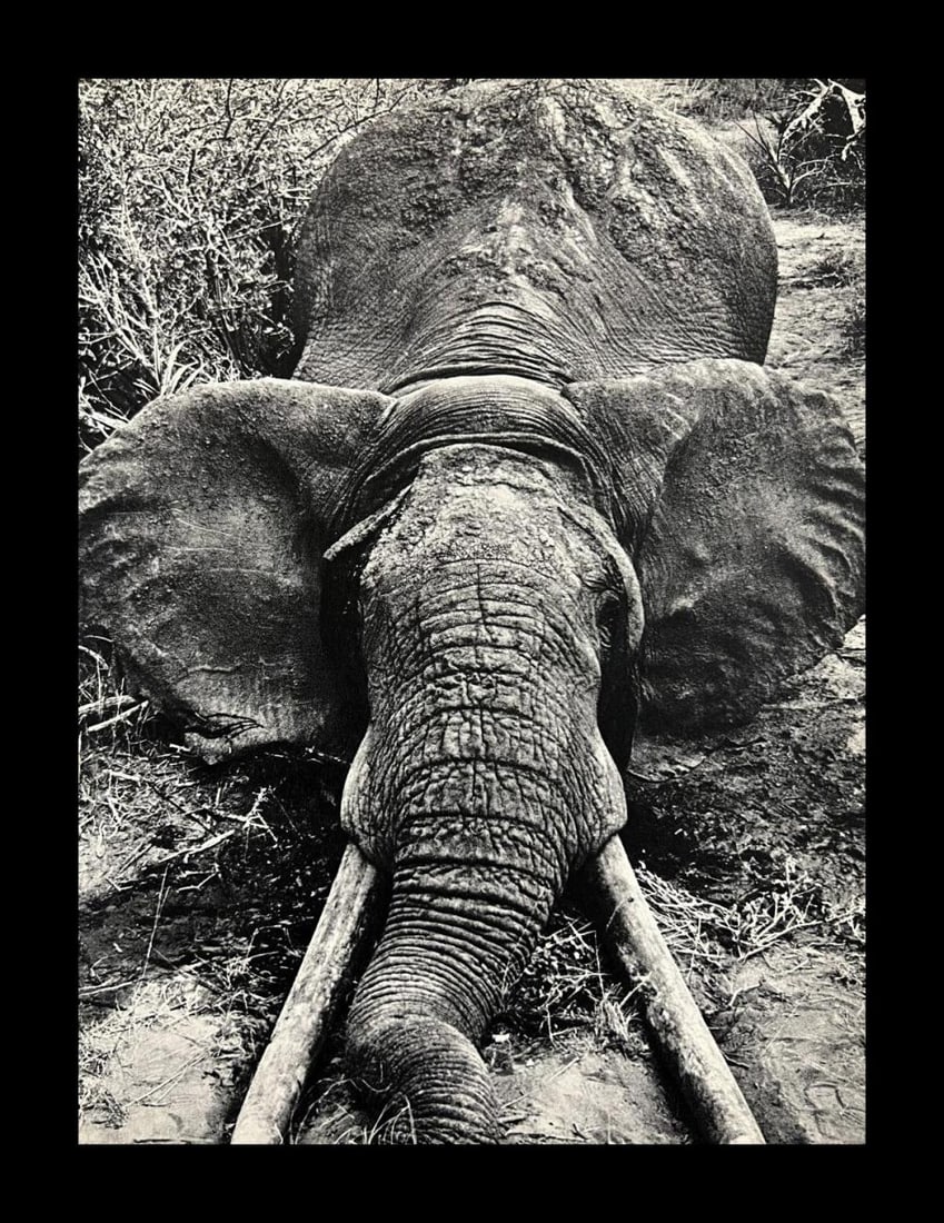 Peter Hill Beard, Death Of A Large Bull Elephant, 1960s (1 of 1)