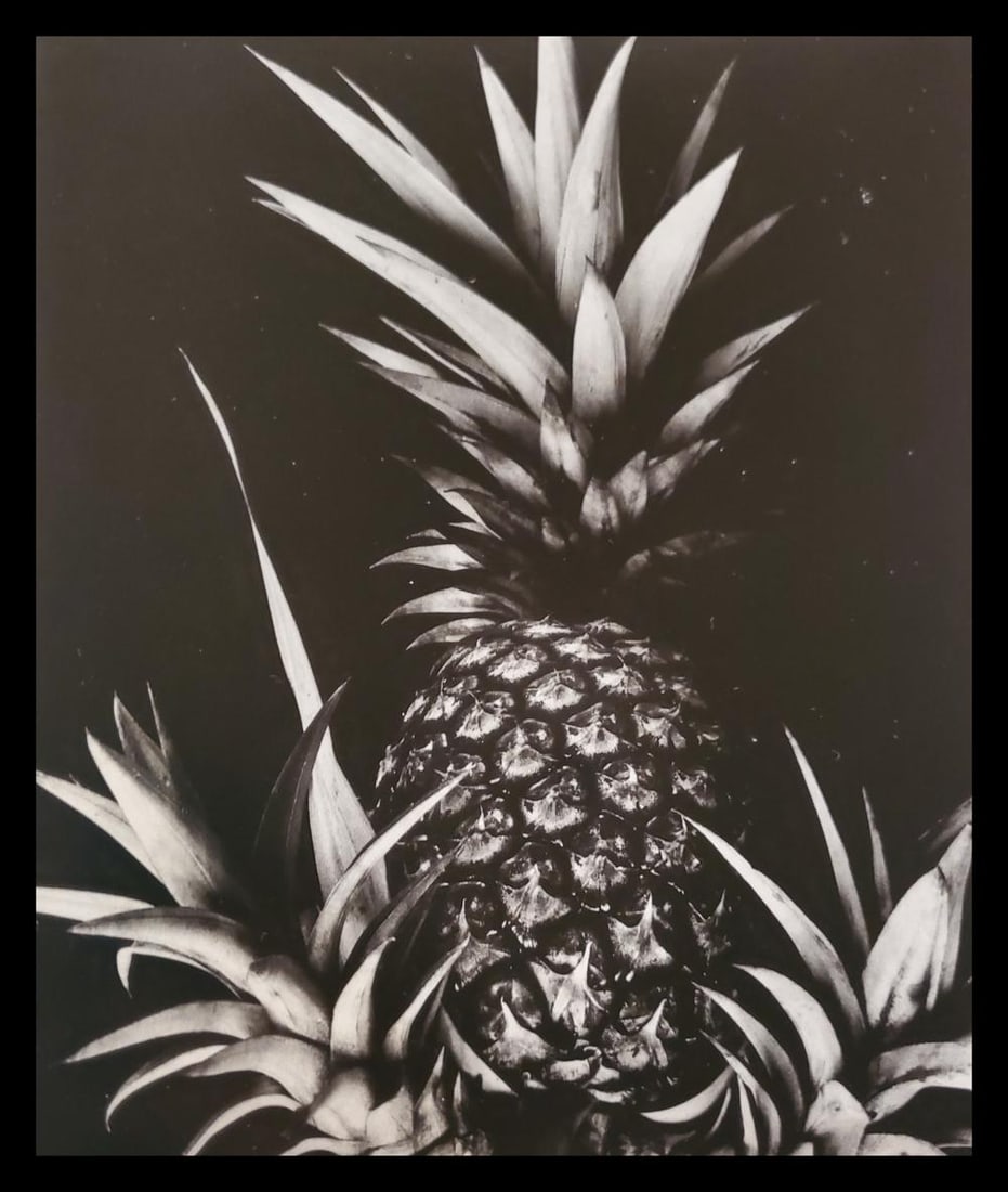 Brett Weston, Pineapple, Paradise Park 1991: Photographer: Brett Weston, American, 1911 - 1993, developed his own vision and pursued a celebrated photographic career, beginning at 13 and continuing until the end of his life. He started work in 1