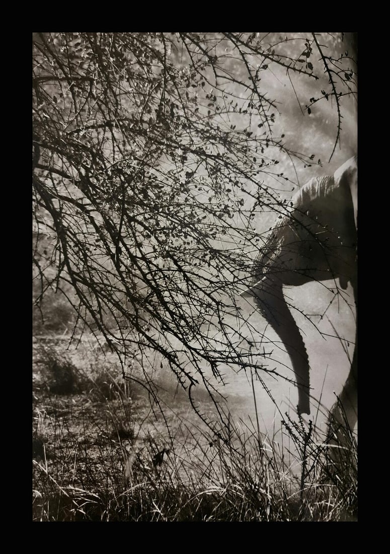 Sebastian Salgado, Elephant, Kafue National Park, Zambia, 2010 (1 of 1)