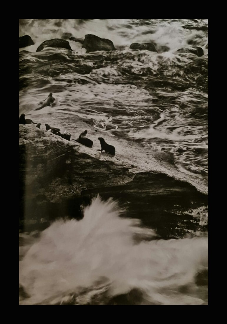 Sebastian Salgado, Fur seals, Valdes Peninsula, Argentina, 2004 (1 of 1)