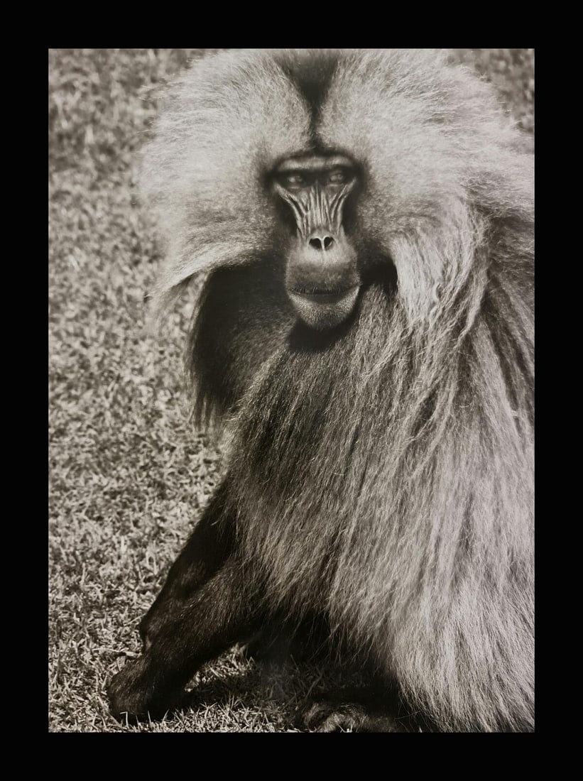 Sebastian Salgado, Gelada baboon, Ethiopia, 2008 (1 of 1)