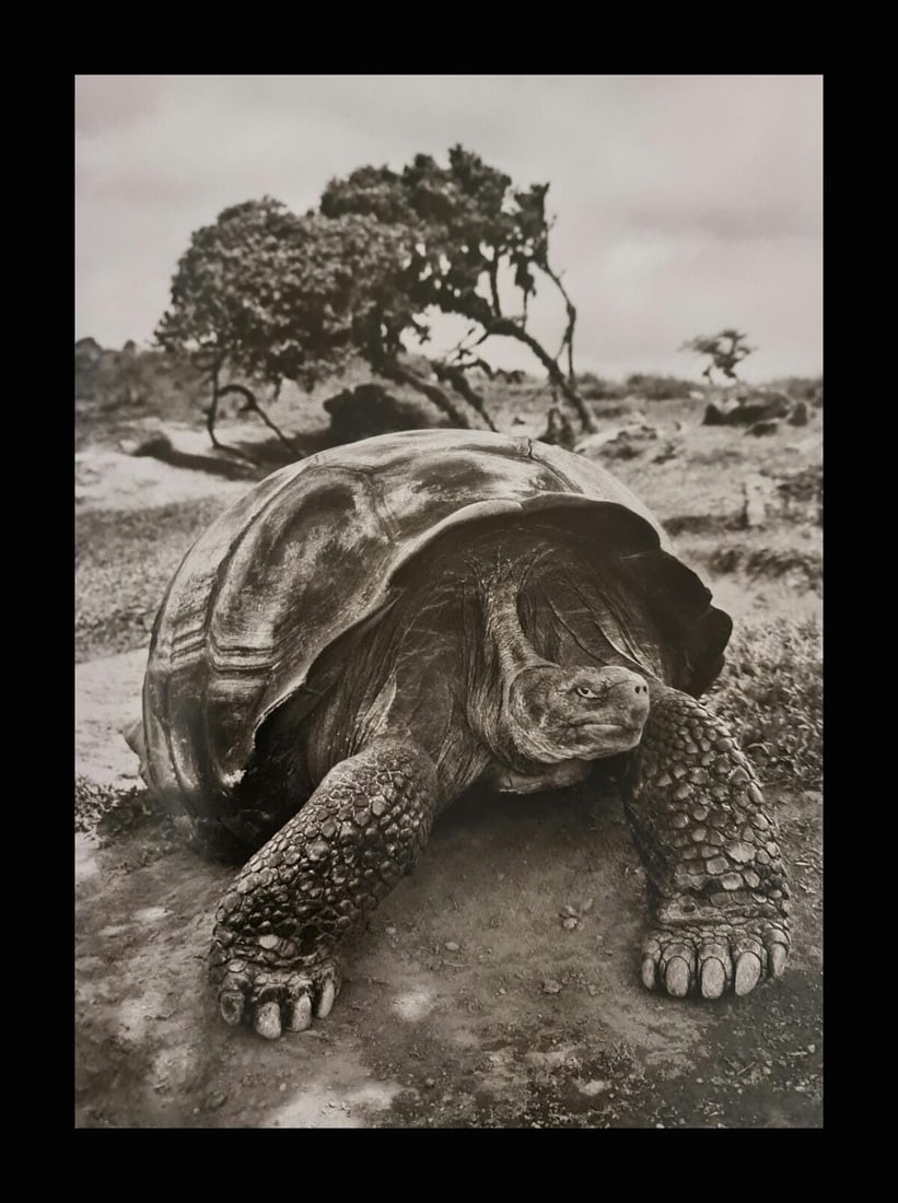 Sebastian Salgado, Giant tortoise on the rim of the crater of Alcedo Volcano on Isabela Island, (1 of 1)
