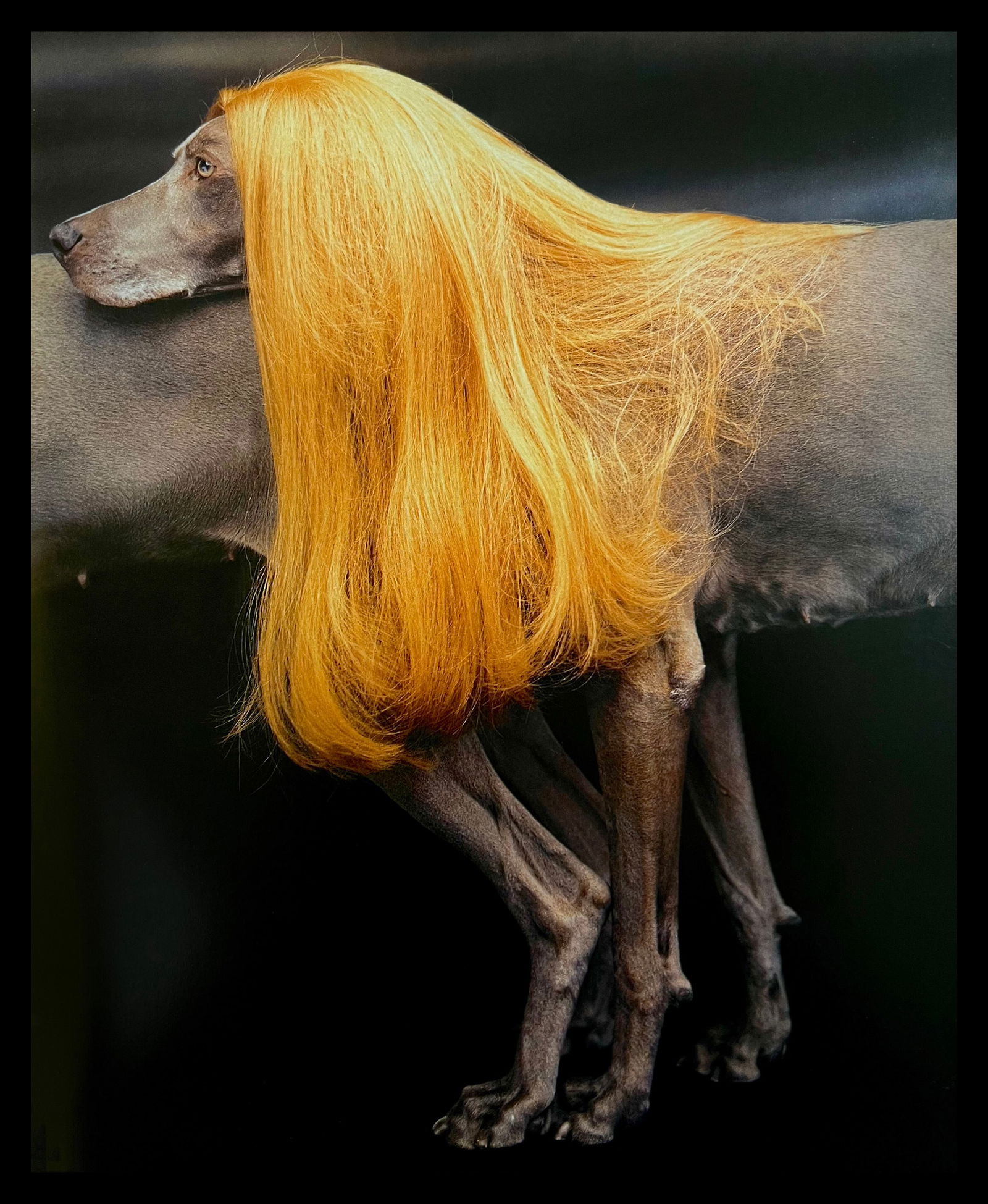 William Wegman, Collie, 1994 (1 of 1)