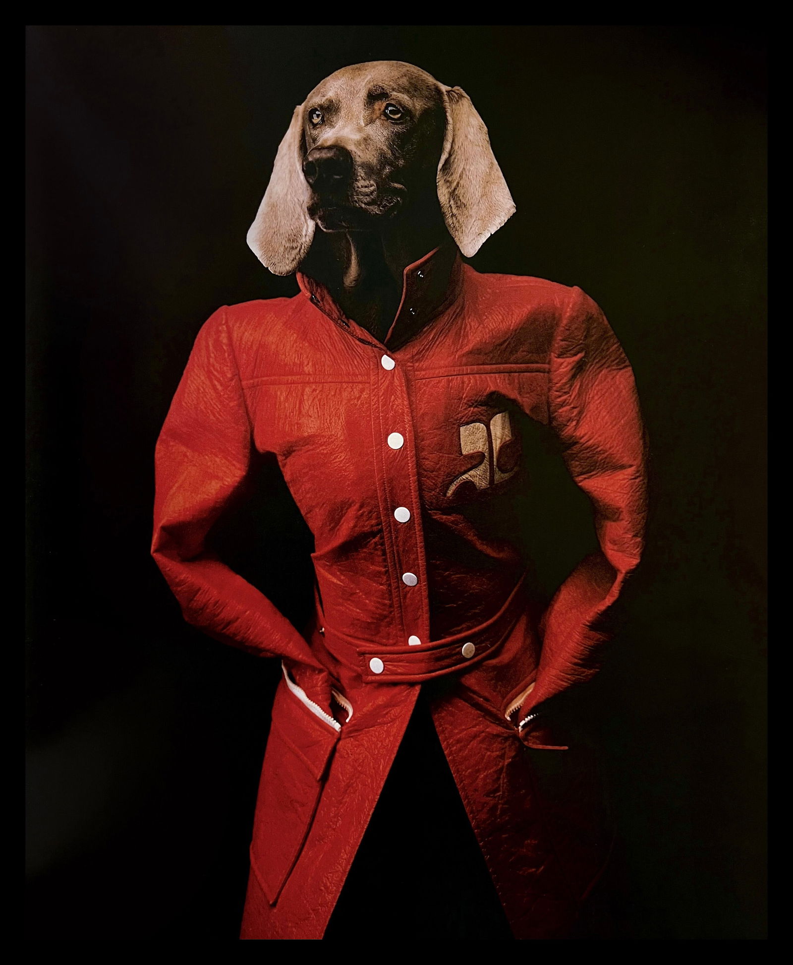 William Wegman, Courreges, 1994 (1 of 1)