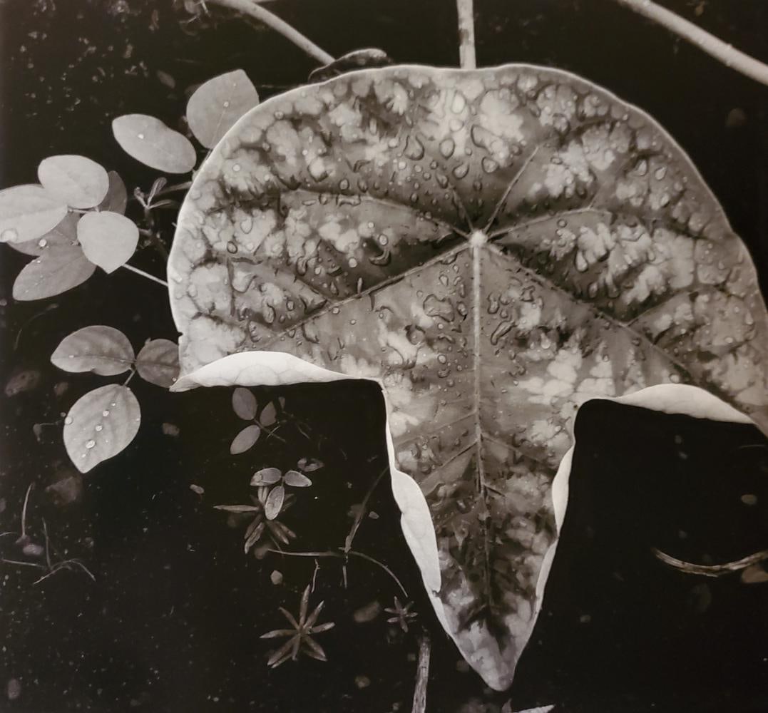 Brett Weston, Leaf 1979 (1 of 1)
